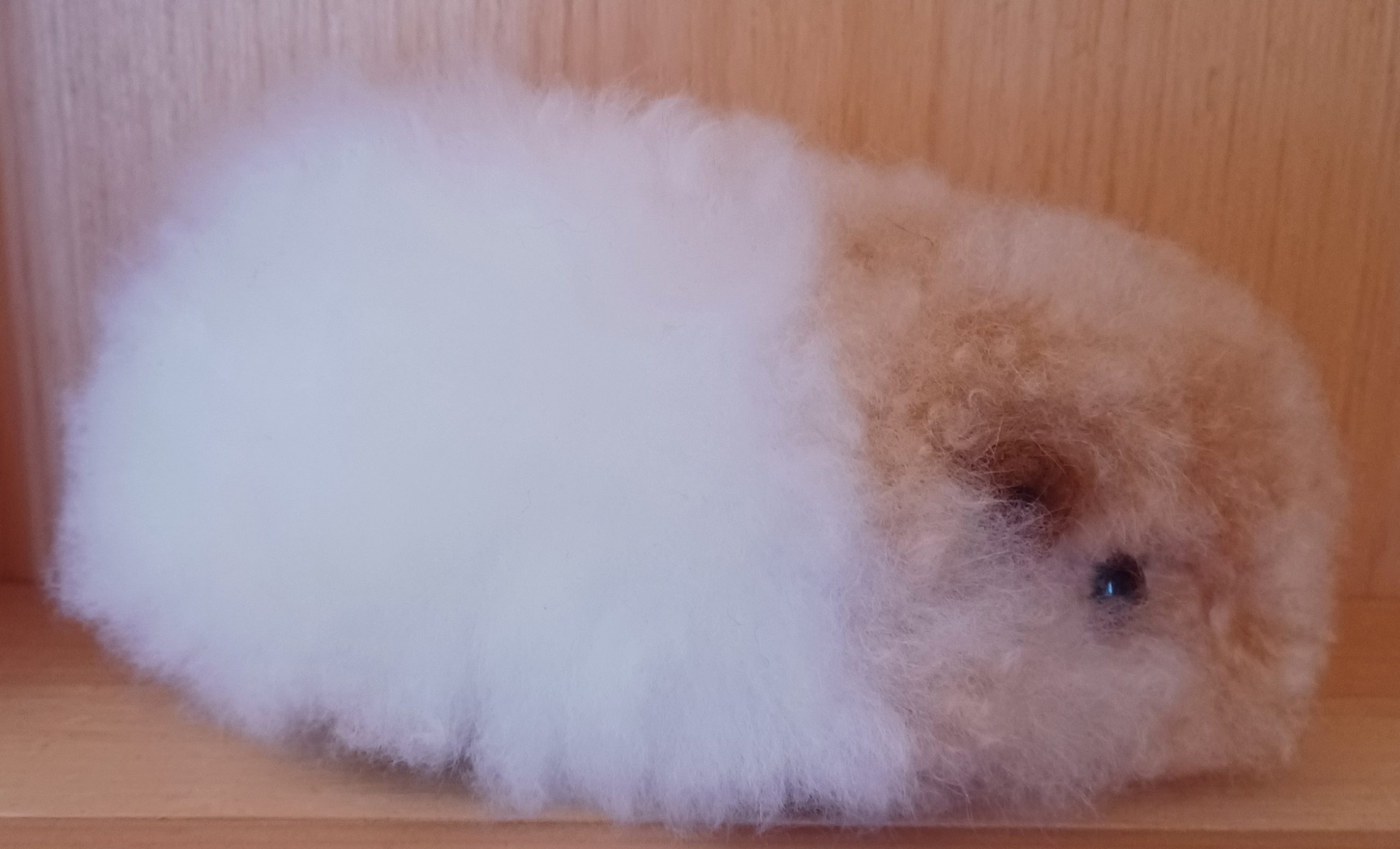 3" Standing Alpaca Fur Toy - Guinea Pig - Image 2